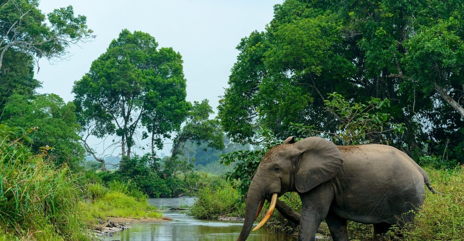 UK withdraws millions in funding from world’s second-largest rainforest in Congo 