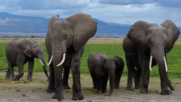 Cyanide in tomato pesticide killed 15 elephants in Kenya