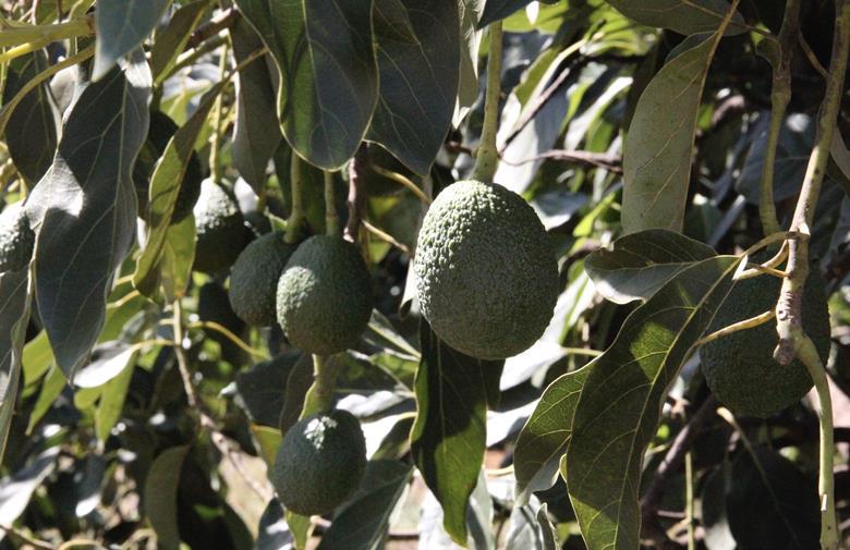 Logistics the challenge for Kenya’s expanding avocado sector